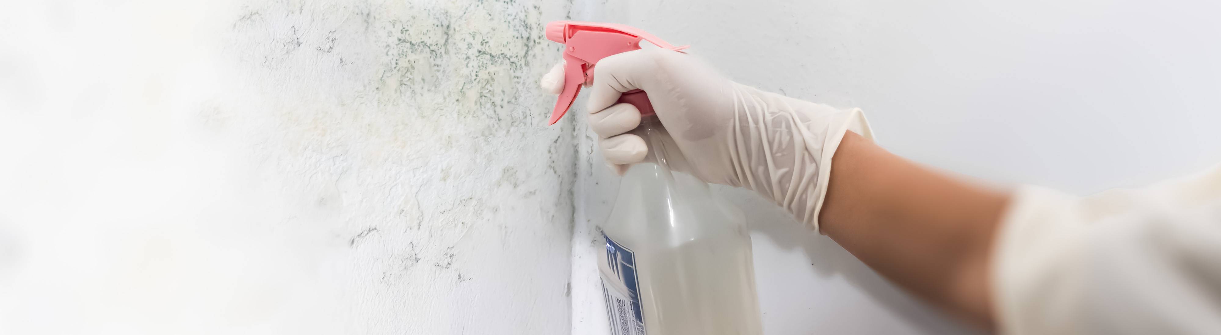 Jak na plíseň ve 4 krocích I Europark