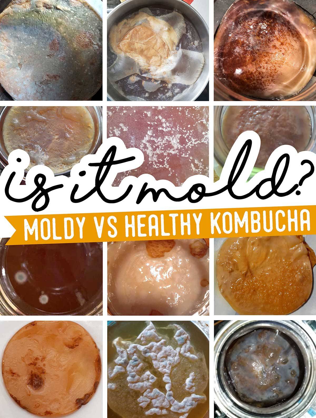 Domácí kombucha I recept a postup přípravy I Europark